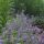 Mirrinminttu - pohjoisen laventeli